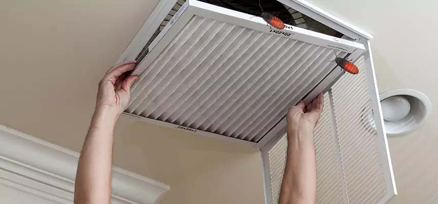 Our Insect Removal from Air Ducts Services in Sunny Isles Beach, FL
